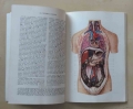 Prof. Witold Sylwanowicz, Mały atlas anatomiczny,4.jpg